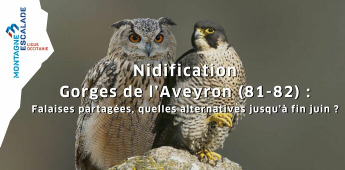 Nidification – Gorges de l’Aveyron (81-82) : Falaises partagées, quelles alternatives jusqu’à fin juin ?